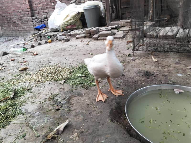 Long Neck ducks 1