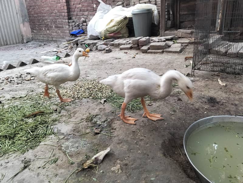 Long Neck ducks 2