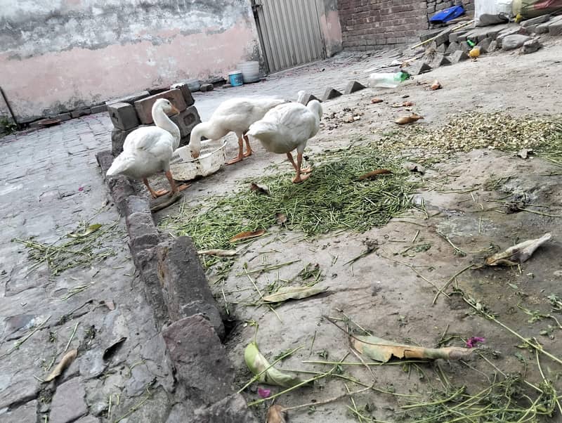 Long Neck ducks 3
