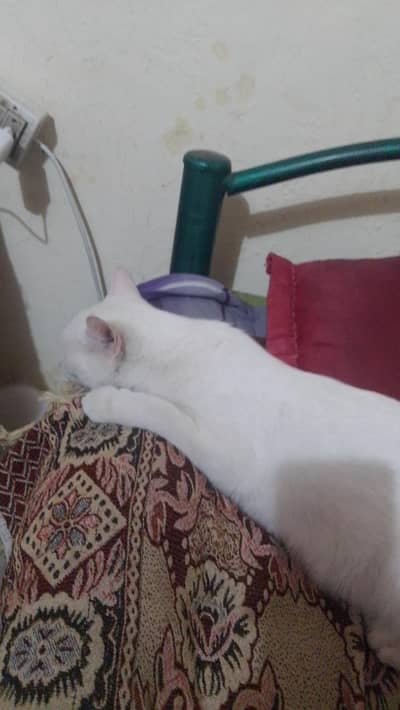 cats for sale with 4 Smal baby's femail cat wight color 1.5 year old