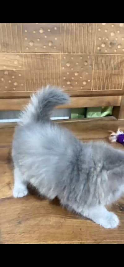 Quality Persian Punch face cat & kitten is03477878702Whatsapp
