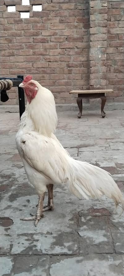 White Aseel Murga or Black Aseel hen