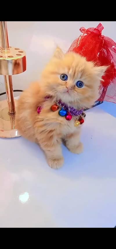 Quality Persian Punch face cat & kitten is03477878702Whatsapp