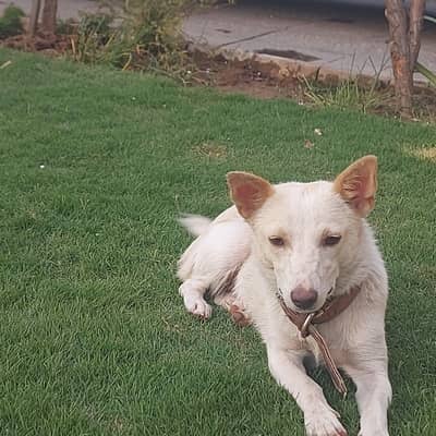 dog for sale