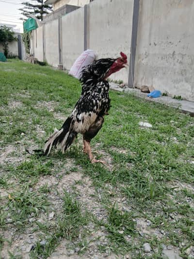 CHEENA lasani