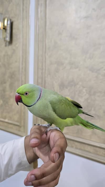 Talking Parrot