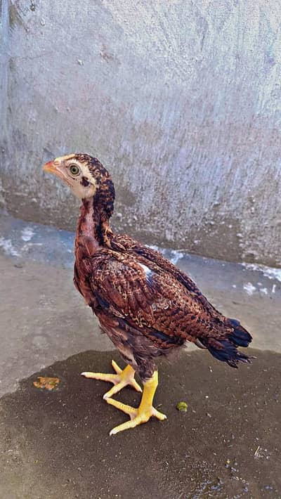 Aseel Chicks Sindhi Breed 03254127533
