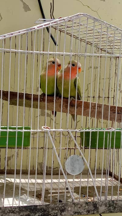 love birds red opline