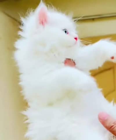 Persian cat triple code 5 phase code for sale argent my 03425864753