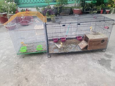 Parrots with Cages For Sale