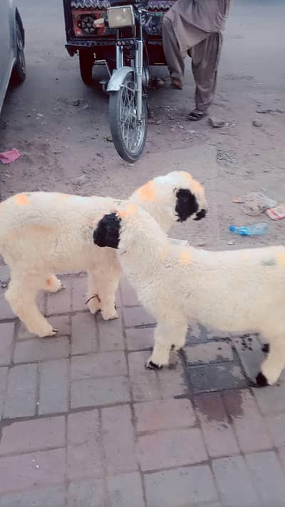 lakhe bacchon ki Jori mundre