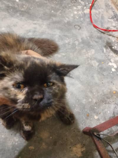 Persian Cat