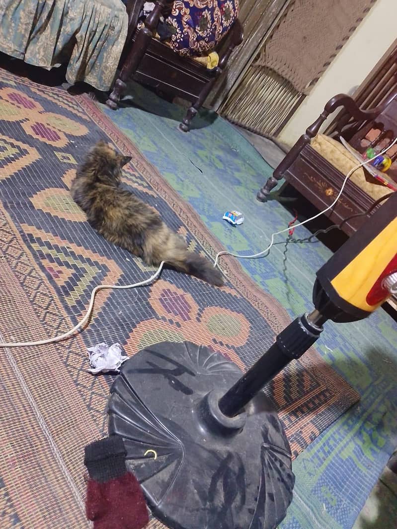 Persian Cat 1