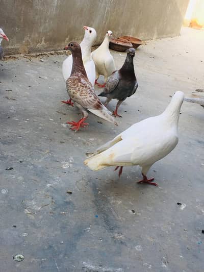PIGEONS