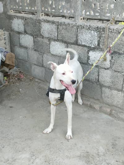 kohati gulltar female for Breed