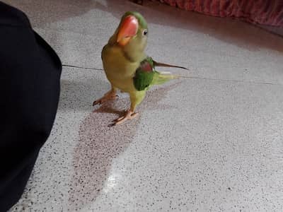 Pahari Tota Ringneck Alexandrine Parrot