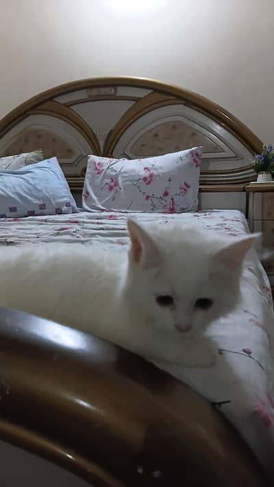 Persian male kitten