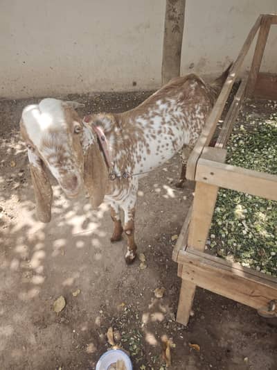 Makhi Cheena Bakra