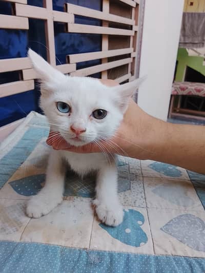 Healthy White Kitten 1.5 Month Old Odd Eyes