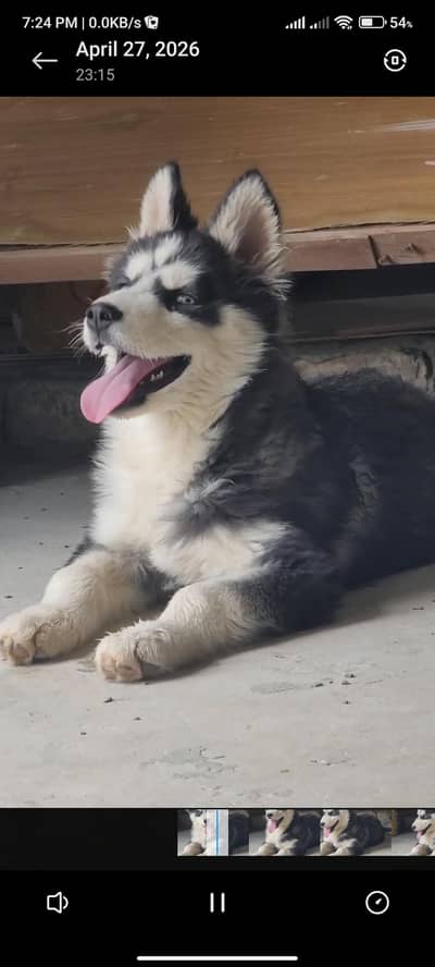 Siberian husky blue Eyes double coated heavy bone structure