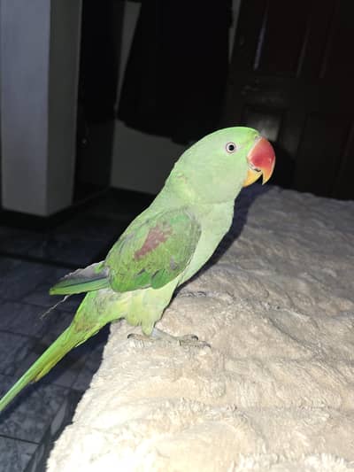 parroot tota for sale