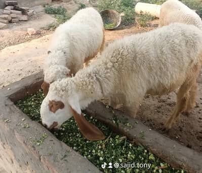 SHEEPS MALE SHEEPS