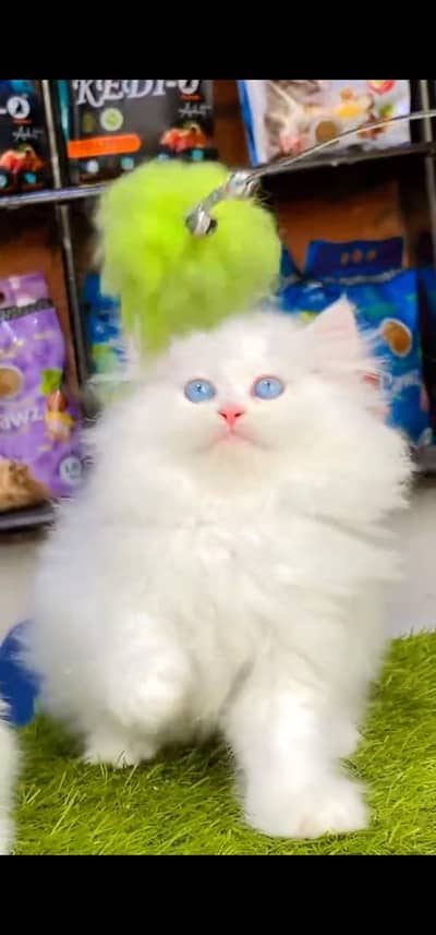 Quality Persian Punch face cat & kitten is03477878702Whatsapp