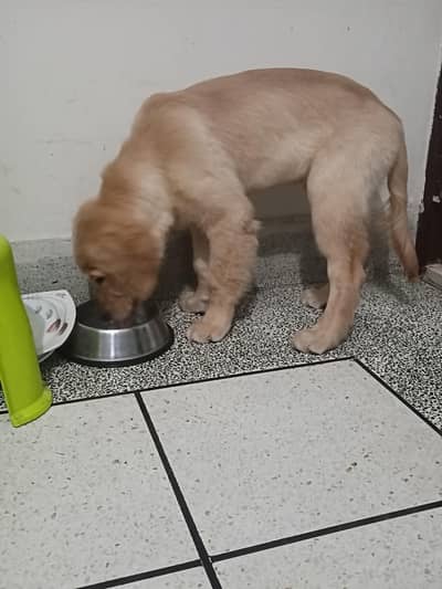 Golden Retriever (0305-4142300)