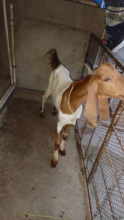 male goat ghar ka pala hoa