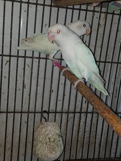 mix colour lovebirds 03447884589