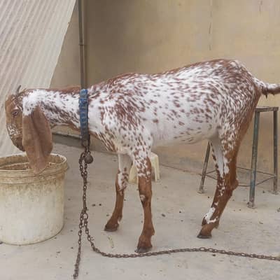 4 dant makhi cheeni path