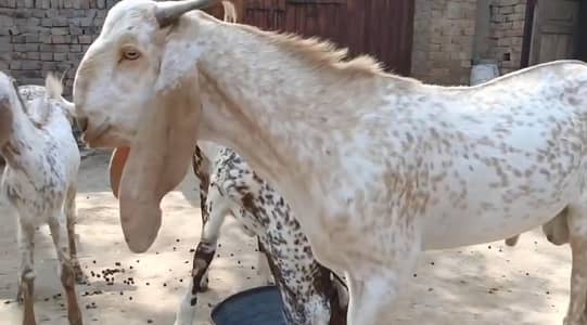 Goats