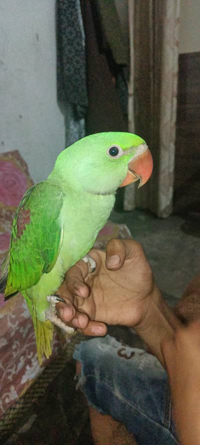 Kashmiri raw parrot Jumbo size
