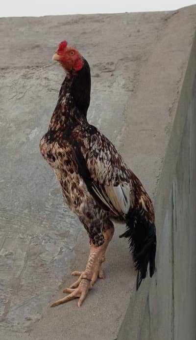 Aseel quality murgh