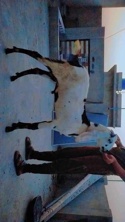 Beetle male bacha for next eid. Height 30-31 inches