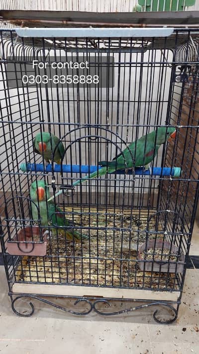 Muslim parrots