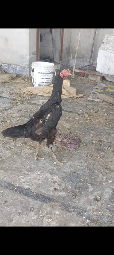 3 shamu female