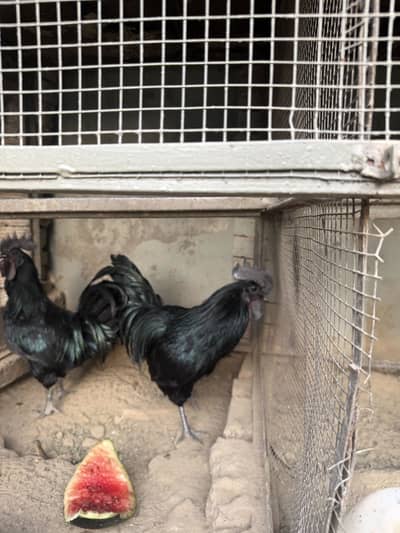 Ayam Cemani Grey