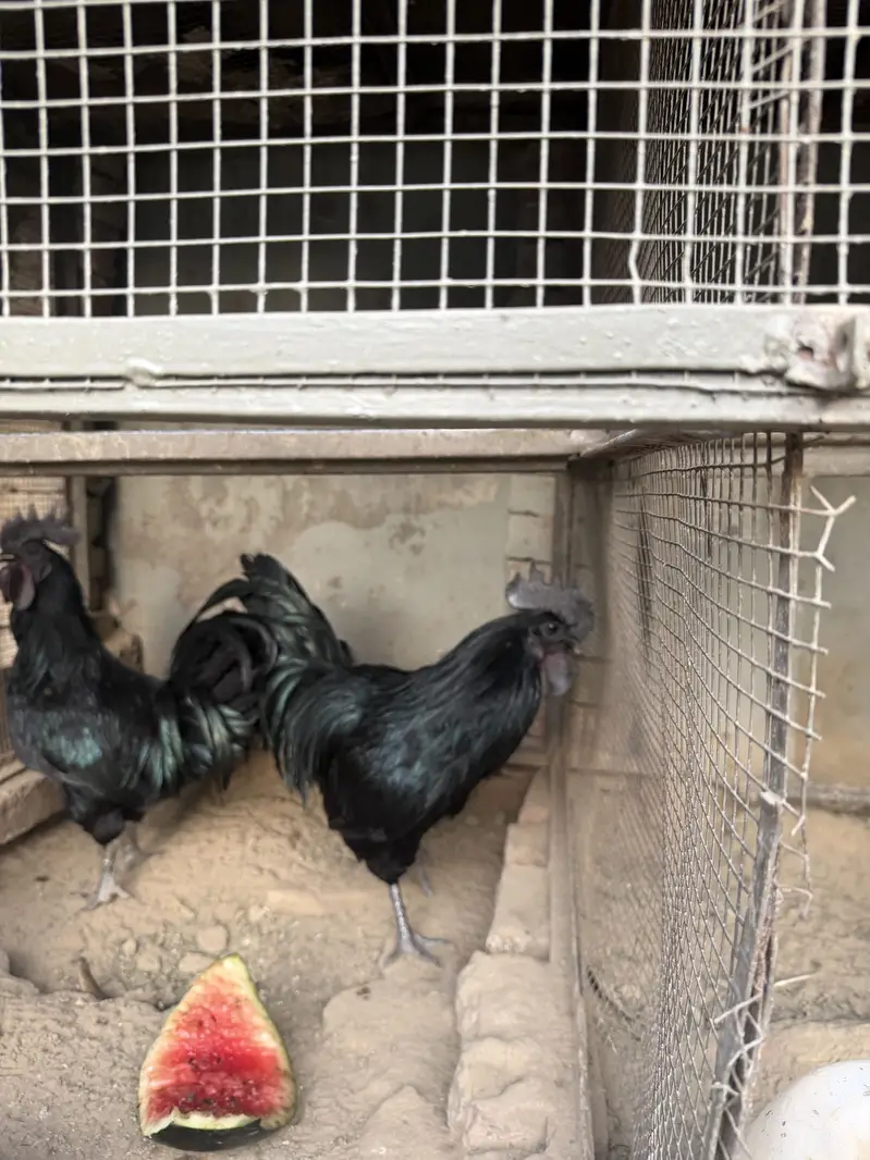 Ayam Cemani Grey