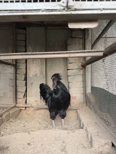 Ayam Cemani Grey