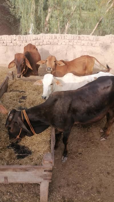 Qurbani 2027