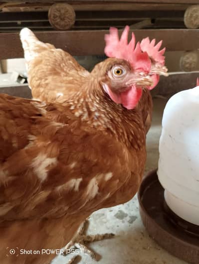 Lohman Brown Hens