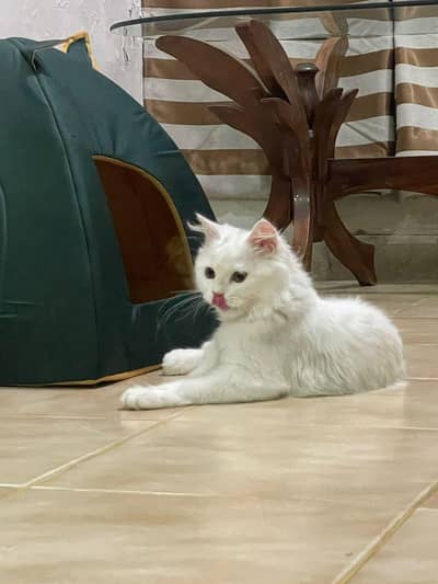 Persian cat for sale in RYK