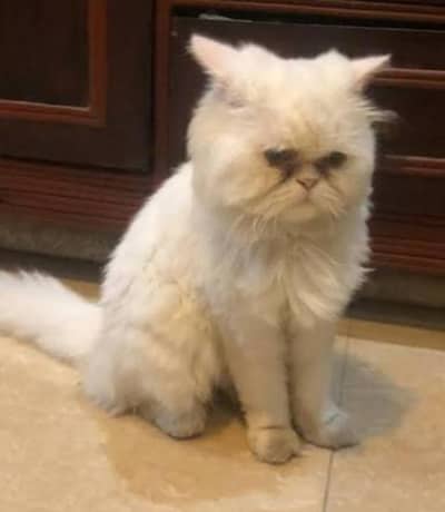 extremely punch to piki face matted