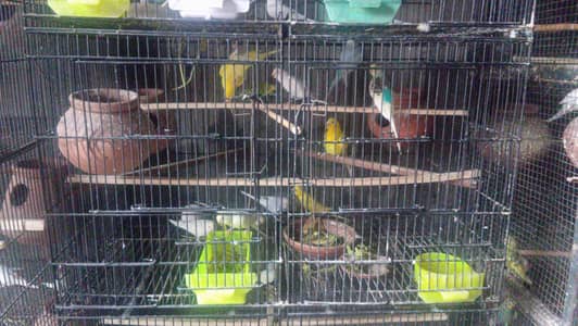 australlian breeder and pathay o32o644l878