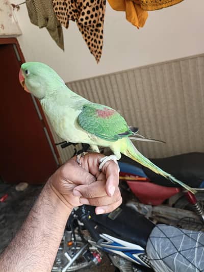 hand tamed friendly