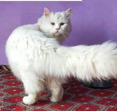 light blue eyes fluffy Persian