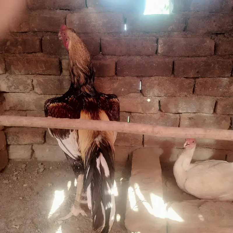  Aseel Peela Jawa + Healthy Pathay for Sale |