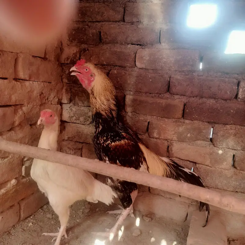  Aseel Peela Jawa + Healthy Pathay for Sale | — photo 2