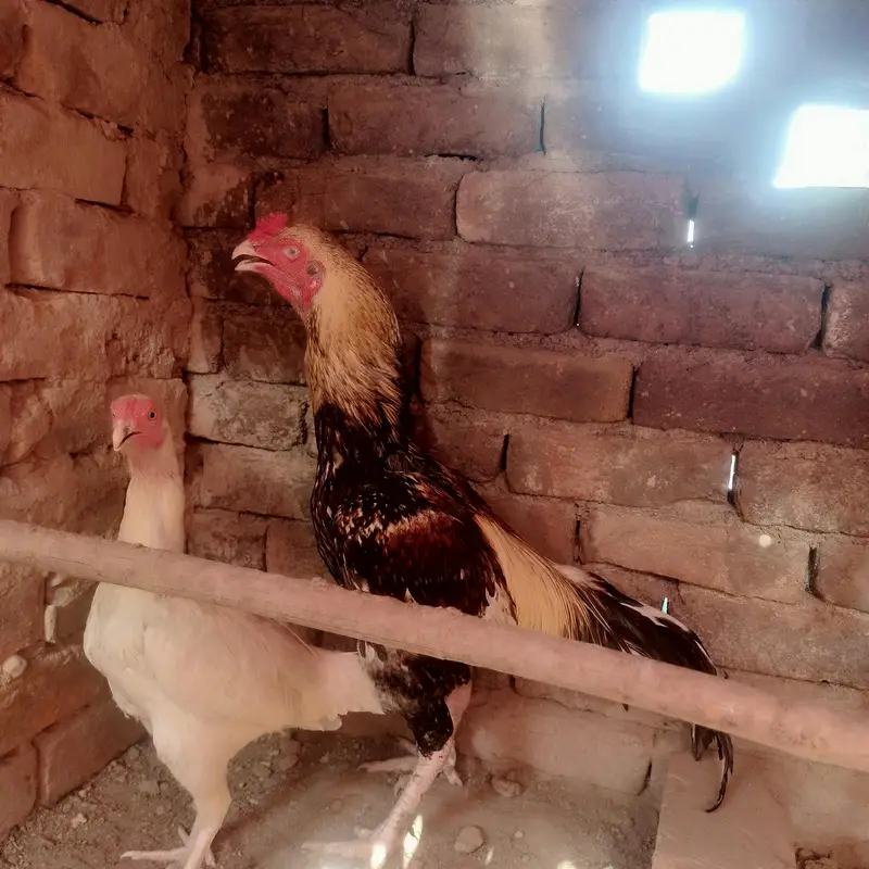  Aseel Peela Jawa + Healthy Pathay for Sale | — photo 3